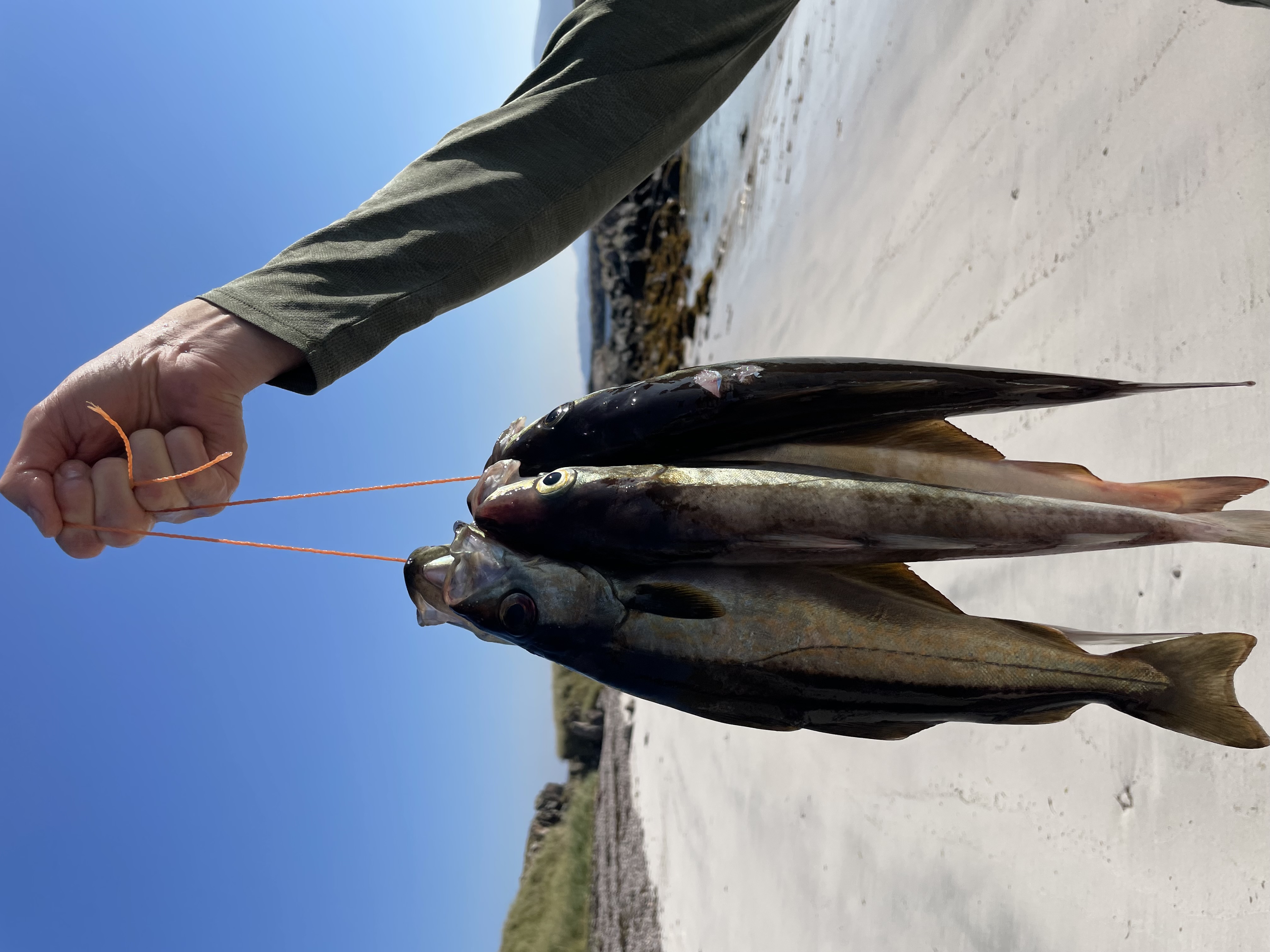 fish